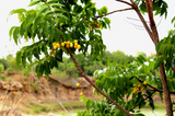 Neem Tree with Fruit