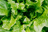 Healthy Lettuce neem treatment